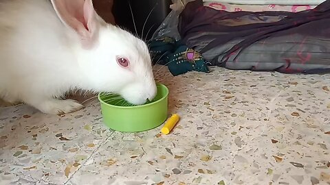 rabbit is drinking water 🥰🥰