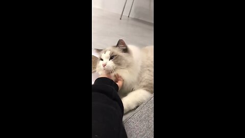 Adorable Ragdoll kitten making it the perfect yoga companion So Cute And Funny