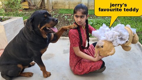 Anshu destroyed Jerry's favourite Teddy||cute dog video.
