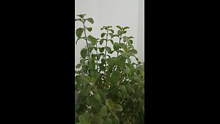 Papaya seedlings and green nurseries