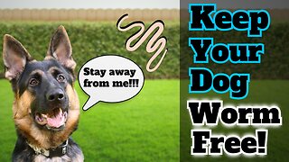 Your Dog Has Worms What to do!!!