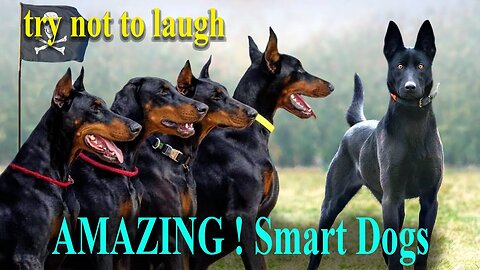 Try Not To Laugh ...AMAZING ! Smart Dogs . funny and crazy dogs