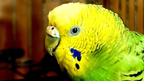 Budgerigar Sound, Sound Effect