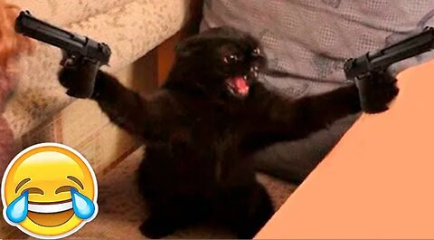 Cat funny videos- 😂😂😂