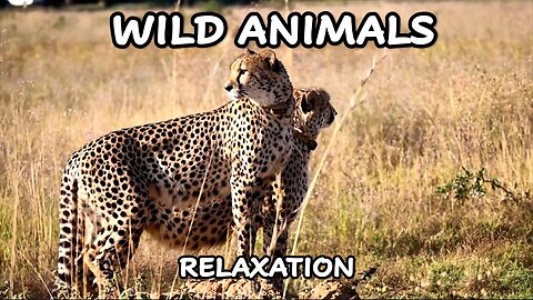 Amazing Scene of Wild Animals || Scenic Relaxation Film