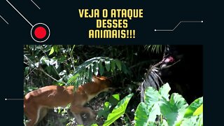 Mundo Animal / Ataque entre Animais