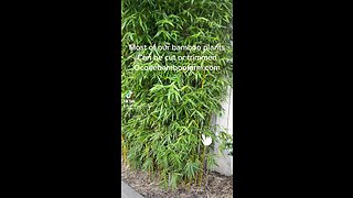 Can Bamboo Plants Be Trimmed?