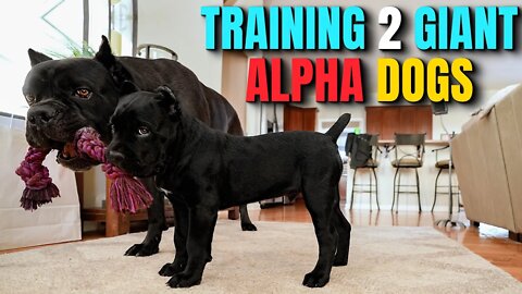 Training 2 GIANT ALPHA Dogs - Puppy Cane Corso Dog Training