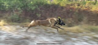 Malinois Running