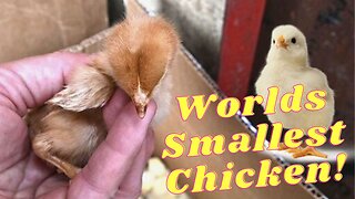 We Found The Worlds Smallest Chicken!