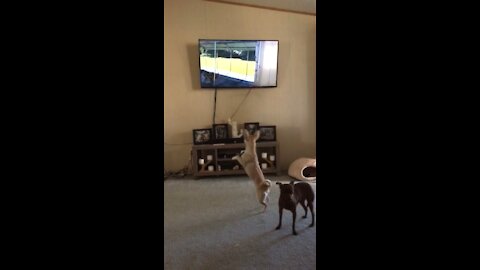 Crazy dog and a TV