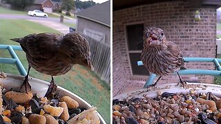 Helping a bird with a deformed beak enjoy some treats