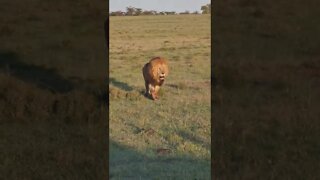 Maasai Mara Sightings Today 06/06/22 (Lions, Cheetah, etc) | Zebra Plains | #shorts