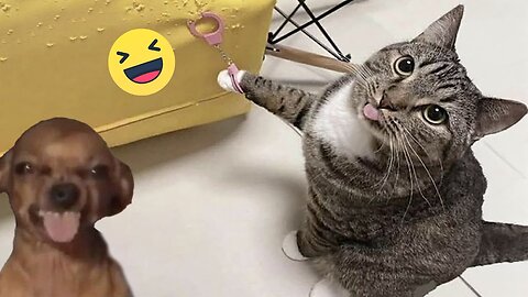 New Funny Animals 😂 Funniest Cats and Dogs Videos 😺🐶 Part 104