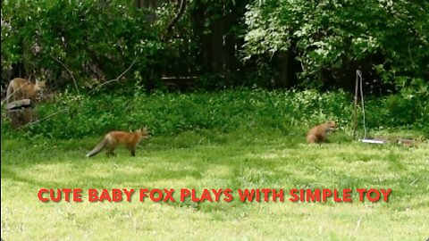 Cute Baby Fox Plays With Simple Toy