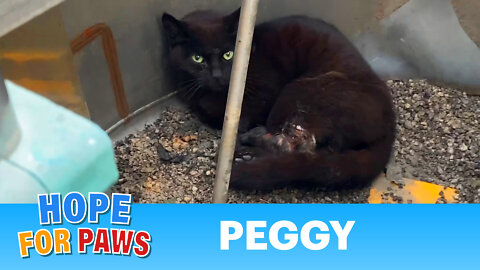 Cat accepted she was going to die as maggots ate her rotting flesh. WARNING - not easy to watch.