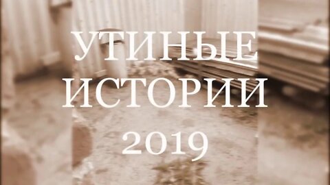 УТИНЫЕ ИСТОРИИ 2019