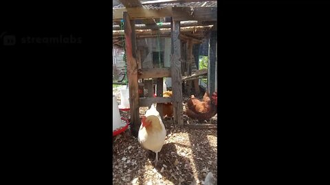 Chicken House Autonomous Zone documentary part 4