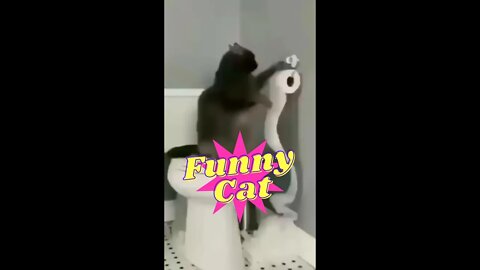 Funny cat 💕#cat #youtubevideos #funny