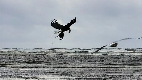 Bald Eagle Eats Crab on Beach & Flys Off, Ocean Shores, 3.24.21