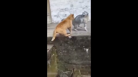 Two cats funny fight
