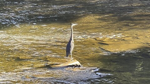 Great Blue Heron closeup