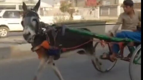 Donkey Race.