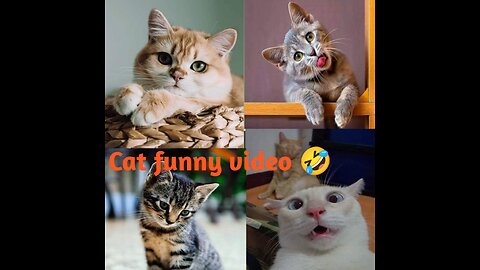 Cat Funny Clips 2023 | Angry Animals Video Compilation | Funny Animals