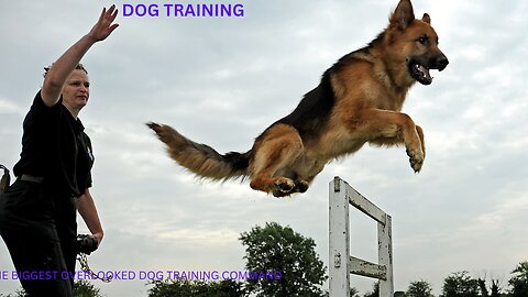 THE BIGGEST OVERLOOKED DOG TRAINING COMMAND!