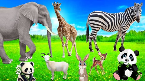 Wild animals sounds | lion,monkey, zebra, frog, cat, giraffe,wildbeast | animals moments