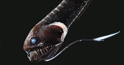 "Discovering the Unseen Extraordinary and Enigmatic Fishes of the Deep"