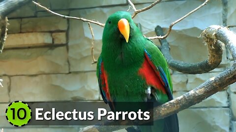 10 Most Beautiful Parrots on Planet Earth