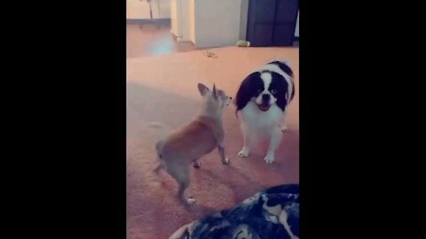 Funny videos Dogs animal