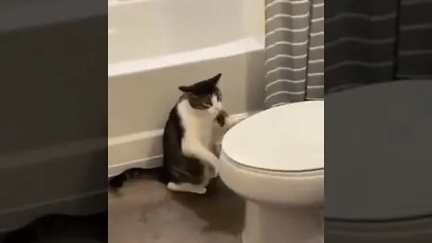 Funny cats video / Funny cats / Funny video #NatureShortsVideo