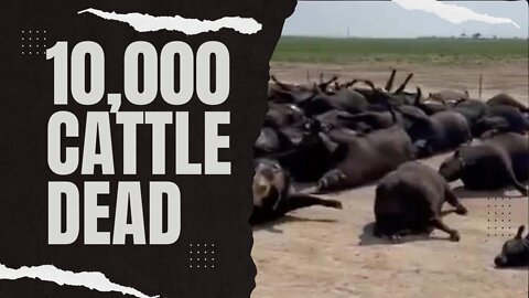 10,000 Cattle Dead??? // There May Be A Secret