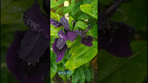 Black iris