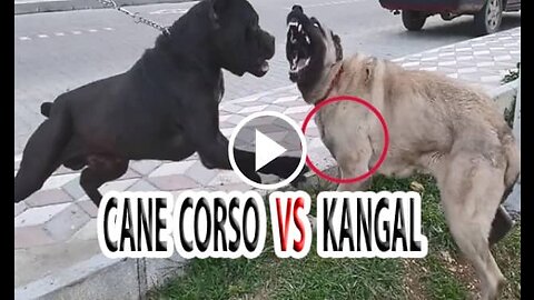 Kangal vs Cane corsa