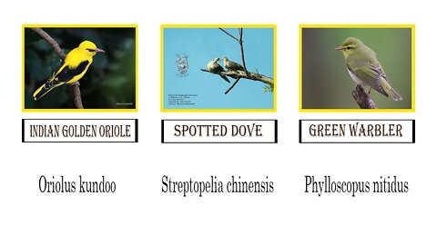 Birdrds in the wild #Indian-golden-oriole #Sptted-dove #Green-Warbler