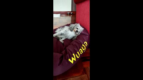 Personalized Majestic Pet Bagel Style Dog Bed - Machine Washable - Soft Comfortable Sleeping Ma...