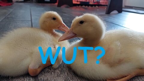 2 Ducklings ATTACK HELPLESS Camerawoman While Investigating Peaceful Kitchen