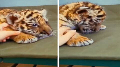 Cute Baby Tiger