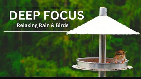 4k Rain In Forest With BIRDS Singing | White Noise || Sleep Study or relax | Nature Video.