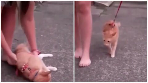 The owner tied the cat with a rope and the cat couldn't walk