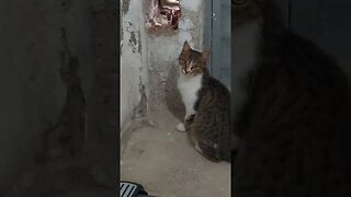 We Rescue Street Cats and Kittens Just Subscribe and Watch to Support