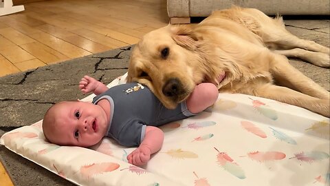 Adorable Golden Retriever Pup Won't Leave Newborn Baby's Side! (Cutest Ever!!)