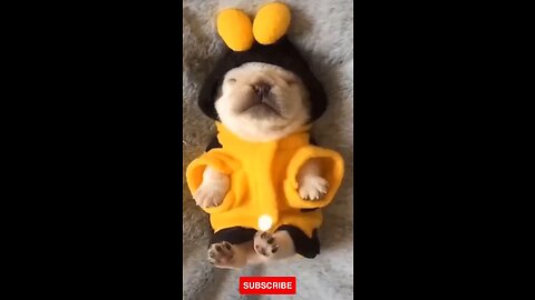 Baby Dogs_Cute and funny Dog videos 😍