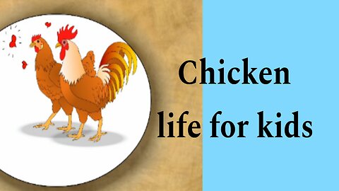 Chicken life for kids