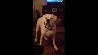 Tired boxer argues with owner about bedtime