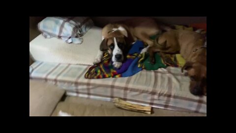 Happy tails- Great Dane and Mountain Cur