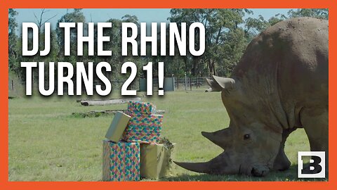 DJ the Rhino Marks Double Milestone: 21st Birthday on World Rhino Day